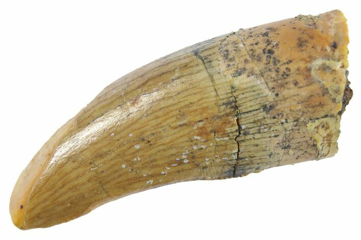 Serrated, Theropod (Deltadromeus?) Pre-Max Tooth - Morocco #268842